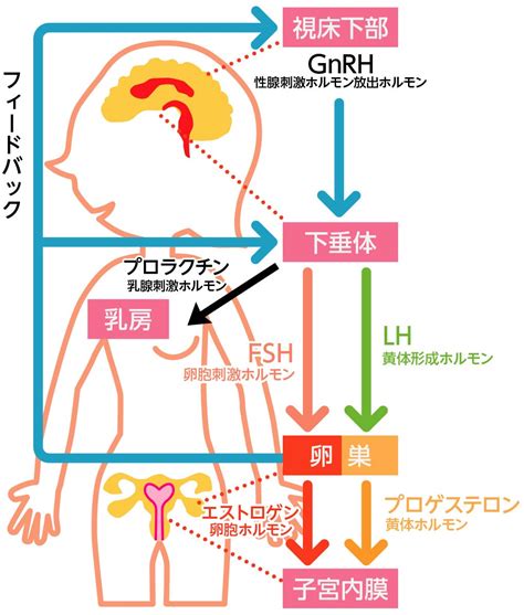 男 くびれ 女性ホルモン|エストロゲン (女性ホルモン）と男性の関わり